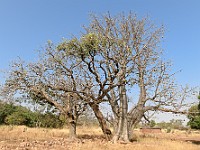 DSC 6883 : africa, baobab, benin, natura, panaka