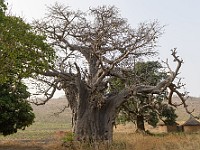 DSC 7498 : africa, baobab, benin, fabiodicostanzo, manougou