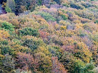 DSC 5544 : forestaumbra, natura