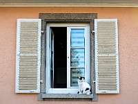 DSC 2821 : animali, francia, gatti, strasburgo, street