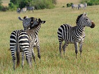 DSC 4615 : africa, animali, tanzania, zebre