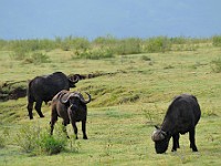 DSC 4660 : africa, animali, bufali, tanzania