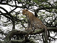 DSC 4879 : africa, animali, leopardi, tanzania