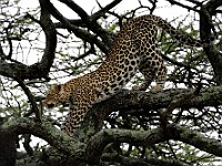 DSC 4886 : africa, animali, leopardi, tanzania
