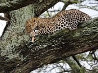 DSC 4968 : africa, animali, leopardi, tanzania