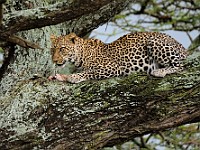 DSC 5021 : africa, animali, leopardi, tanzania