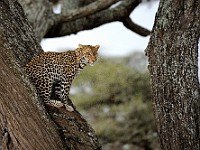 DSC 5034 : africa, animali, leopardi, tanzania
