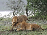 DSC 5204 : africa, animali, leone, tanzania