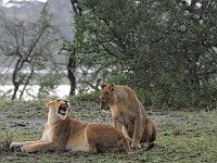 DSC 5214 : africa, animali, leone, tanzania