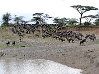 DSC 5255 : africa, animali, gnu, tanzania