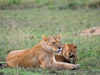 DSC 5353 : africa, animali, leone, tanzania