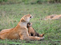 DSC 5361 : africa, animali, leone, tanzania