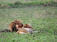 DSC 5373 : africa, animali, leone, tanzania
