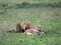 DSC 5399 : africa, animali, leone, tanzania