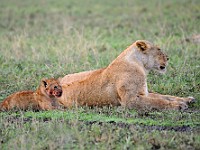 DSC 5425 : africa, animali, leone, tanzania