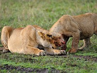 DSC 5516 : africa, animali, leone, tanzania