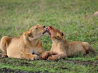 DSC 5551 : africa, animali, leone, tanzania
