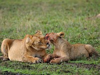 DSC 5553 : africa, animali, leone, tanzania