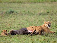 DSC 5589 : africa, animali, leone, tanzania