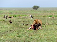 DSC 5630 : africa, animali, leone, tanzania
