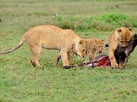 DSC 5654 : africa, animali, leone, tanzania