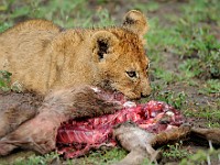 DSC 5661 : africa, animali, leone, tanzania