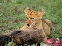 DSC 5719 : africa, animali, leone, tanzania