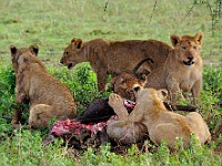 DSC 5738 : africa, animali, leone, tanzania