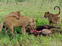 DSC 5742 : africa, animali, leone, tanzania