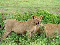 DSC 5748 : africa, animali, leone, tanzania