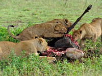 DSC 5754 : africa, animali, leone, tanzania