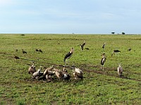 DSC 5776 : africa, animali, avvoltoi, marabu, tanzania, uccelli