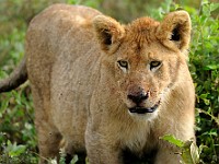DSC 5778 : africa, animali, leone, tanzania