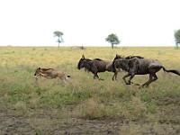 DSC 5930 : africa, animali, gnu, tanzania