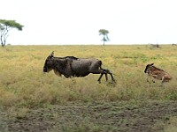 DSC 5935 : africa, animali, gnu, tanzania