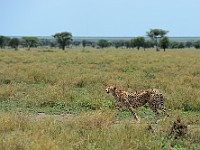 DSC 5949 : africa, animali, ghepardi, tanzania
