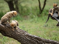 DSC 5953 : africa, animali, ghepardi, tanzania