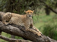 DSC 5966 : africa, animali, ghepardi, tanzania