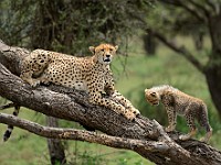 DSC 5975 : africa, animali, ghepardi, tanzania