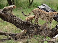 DSC 5999 : africa, animali, ghepardi, tanzania
