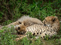 DSC 6022 : africa, animali, ghepardi, tanzania
