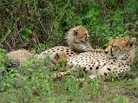 DSC 6037 : africa, animali, ghepardi, tanzania