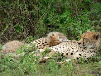 DSC 6040 : africa, animali, ghepardi, tanzania