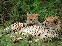 DSC 6051 : africa, animali, ghepardi, tanzania