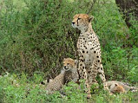 DSC 6068 : africa, animali, ghepardi, tanzania