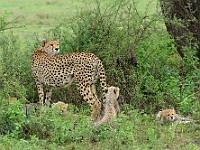 DSC 6073 : africa, animali, ghepardi, tanzania