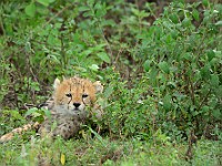 DSC 6079 : africa, animali, ghepardi, tanzania