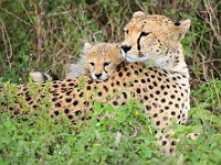 DSC 6145 : africa, animali, ghepardi, tanzania