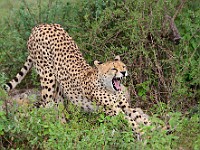 DSC 6166 : africa, animali, ghepardi, tanzania