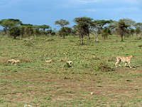 DSC 6205 : africa, animali, ghepardi, tanzania